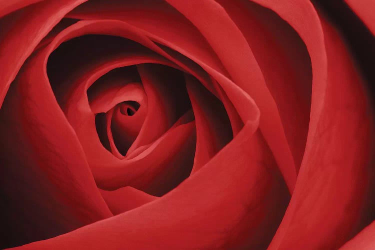 Red Rose I by Tom Quartermaine wall art