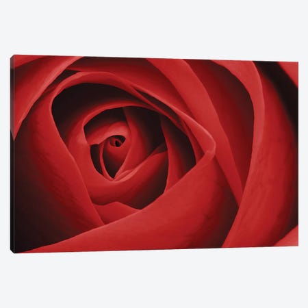 Red Rose I Canvas Print #TQU263} by Tom Quartermaine Art Print