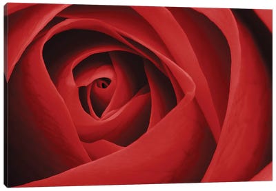 Red Rose I Canvas Art Print - Tom Quartermaine