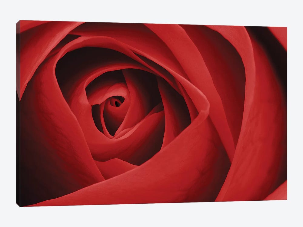 Red Rose I by Tom Quartermaine 1-piece Canvas Art