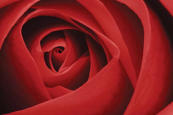 Tom Quartermaine: Red Rose I by Tom Quartermaine