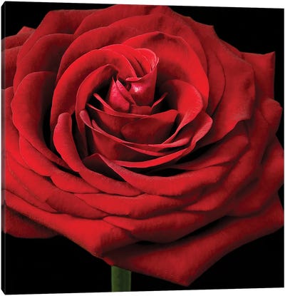 Red Rose II Canvas Art Print - Valentine's Day Art