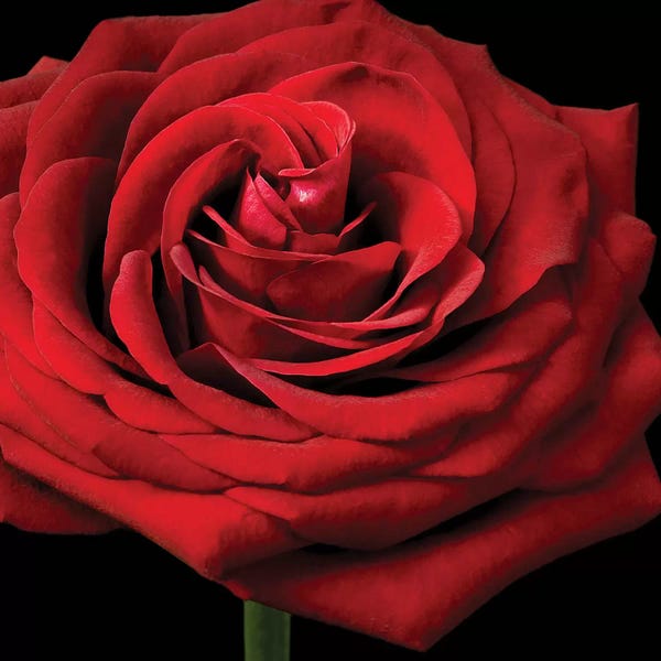 Tom Quartermaine: Red Rose II by Tom Quartermaine