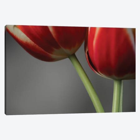 Red Tulips On Grey II Canvas Print #TQU267} by Tom Quartermaine Canvas Artwork