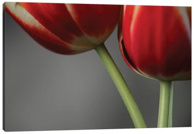 Red Tulips On Grey II Canvas Art Print