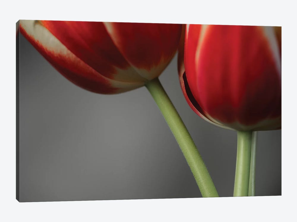 Red Tulips On Grey II by Tom Quartermaine 1-piece Canvas Art