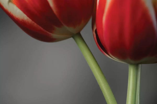 Valiant Poppy: Red Tulips On Grey II by Tom Quartermaine