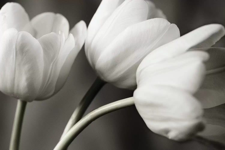 Row Of B&W Tulips