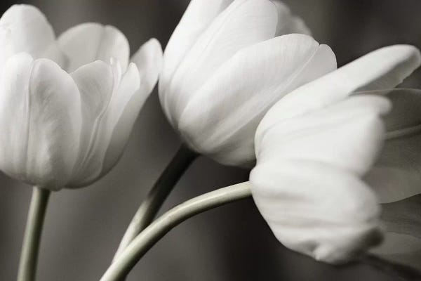 Tom Quartermaine: Row Of B&W Tulips by Tom Quartermaine