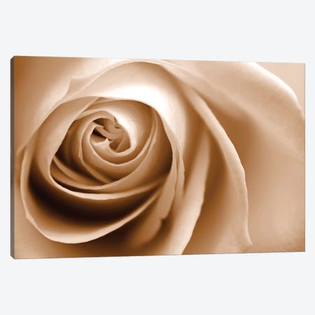 Sepia Rose I Canvas Print #TQU288} by Tom Quartermaine Art Print
