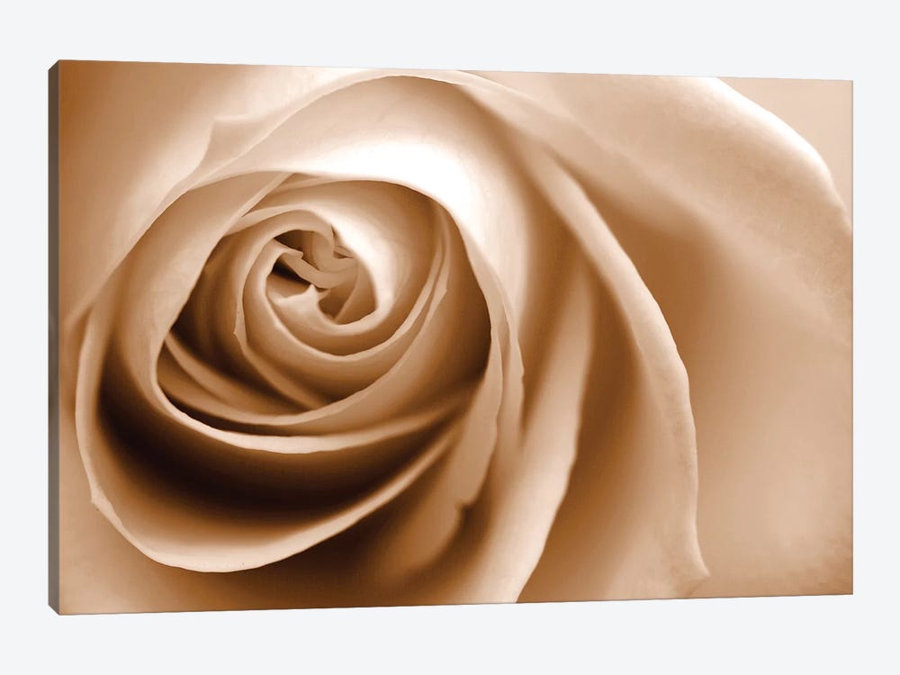 Sepia Rose I by Tom Quartermaine 1-piece Canvas Print