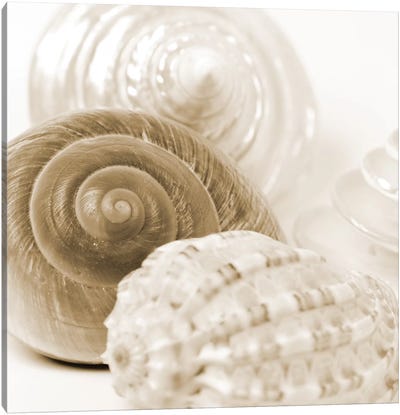 Sepia Shells Canvas Art Print - Sepia Photography