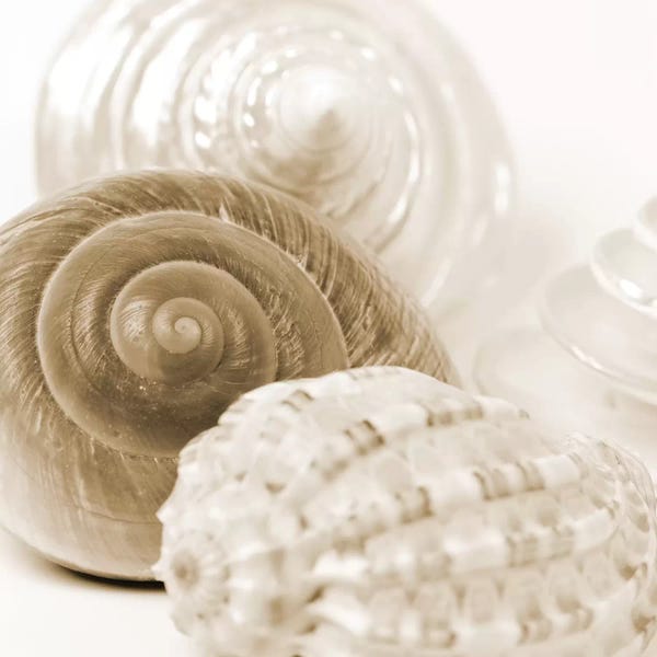 Sepia Photography: Sepia Shells by Tom Quartermaine