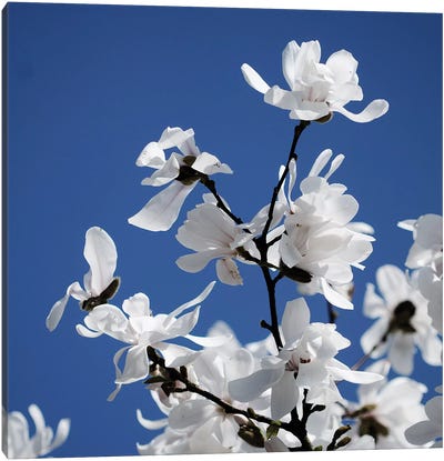 Spring Blossom On Tree VII Canvas Art Print - Blue Art