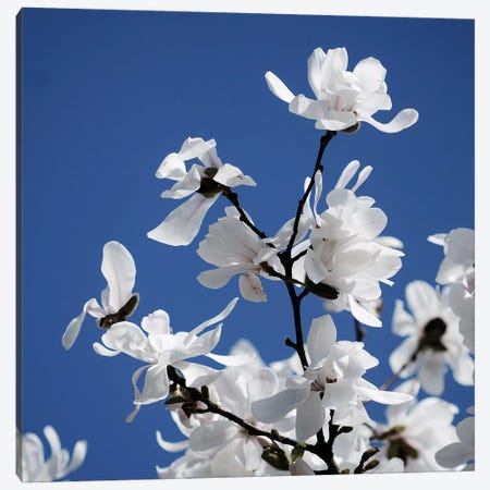 Spring Blossom On Tree VII Canvas Print #TQU302} by Tom Quartermaine Canvas Art