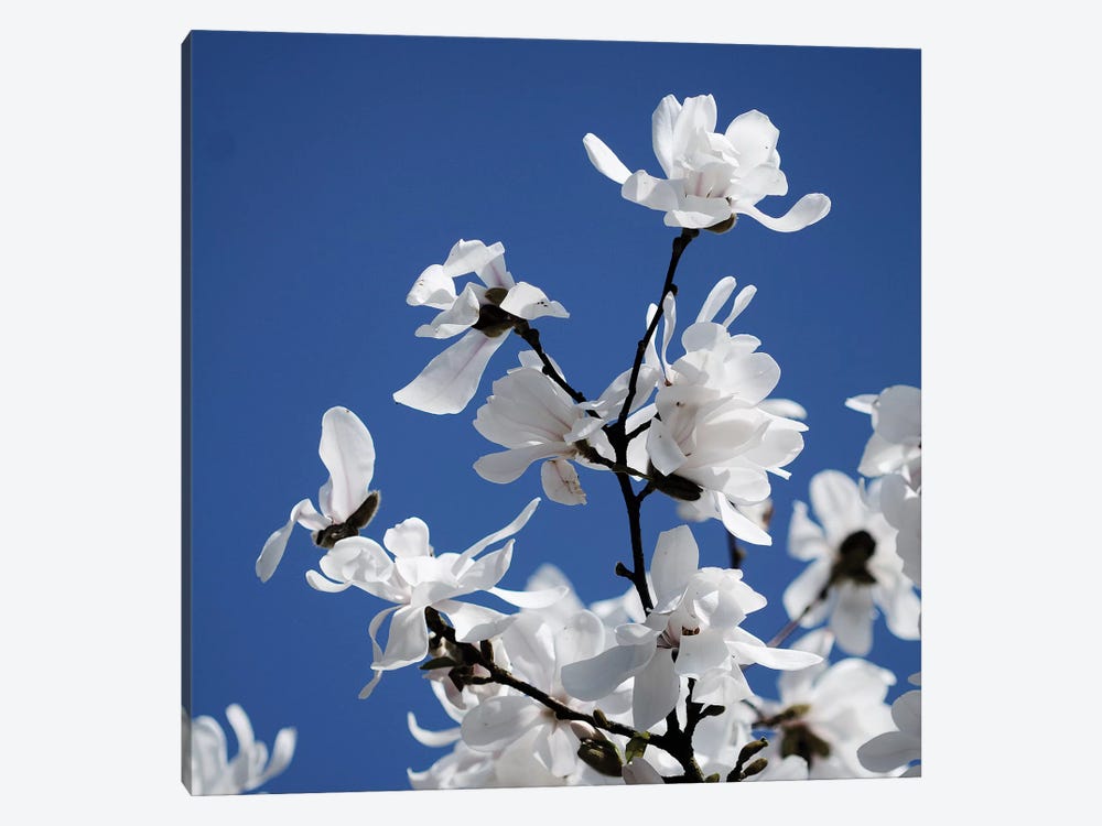 Spring Blossom On Tree VII by Tom Quartermaine 1-piece Canvas Art