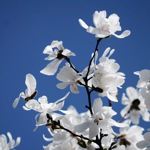 Tom Quartermaine: Spring Blossom On Tree VII by Tom Quartermaine