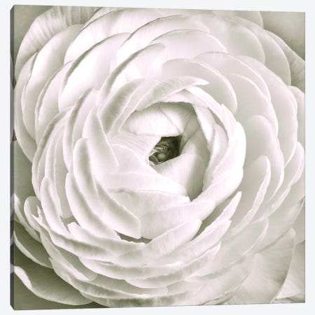 White Ranunculus Close-Up Canvas Print #TQU308} by Tom Quartermaine Canvas Art