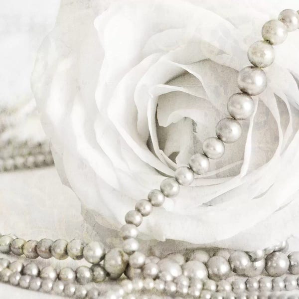 Tom Quartermaine: White Rose With Pearls by Tom Quartermaine
