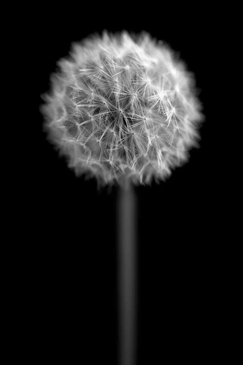 B&W Dandelion On Black Portrait