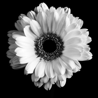 B&W Flower On Black I by Tom Quartermaine framed wall art