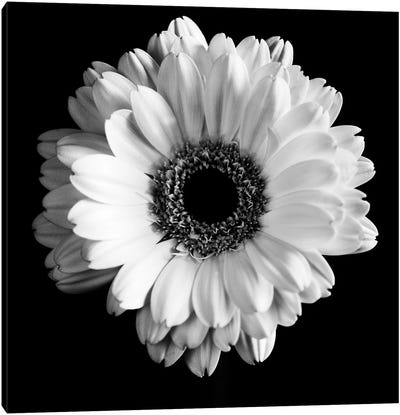 B&W Flower On Black I Canvas Art Print - Macro Photography