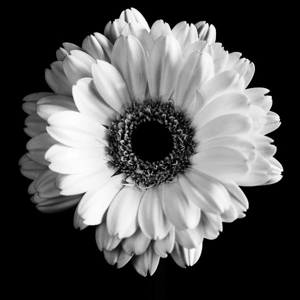 Tom Quartermaine: B&W Flower On Black I by Tom Quartermaine