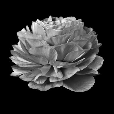 B&W Flower On Black II by Tom Quartermaine framed canvas print