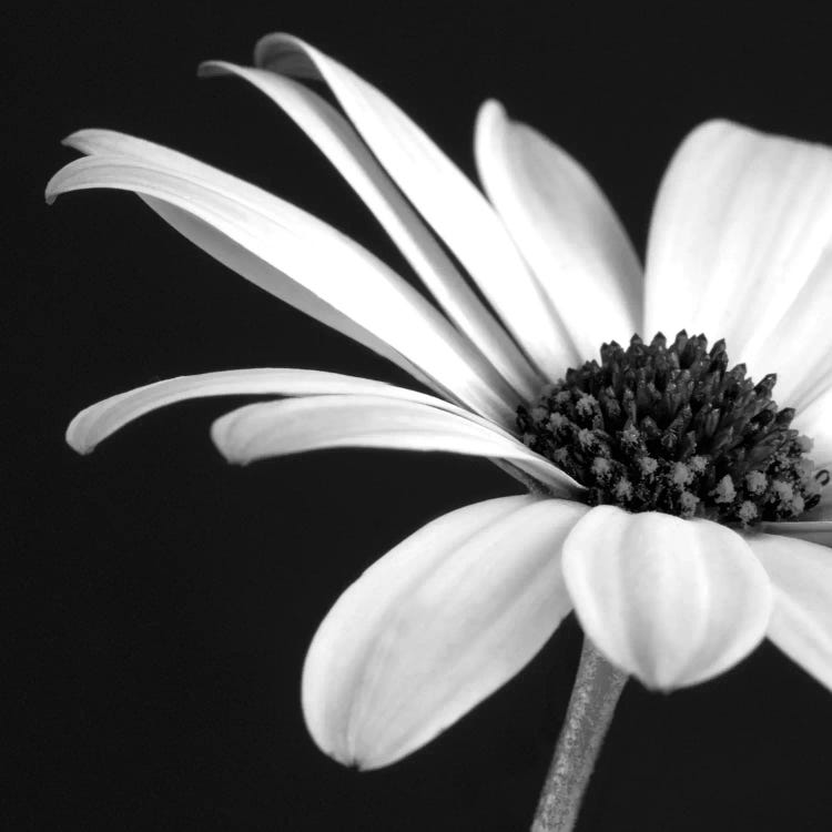 B&W Osteospermum II