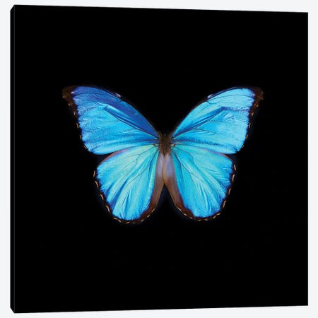 Blue Butterfly On Black Canvas Print #TQU60} by Tom Quartermaine Canvas Artwork