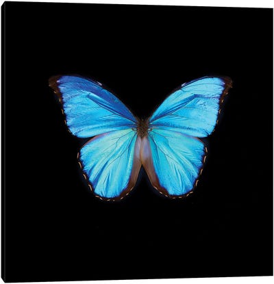 Blue Butterfly On Black Canvas Art Print - Tom Quartermaine