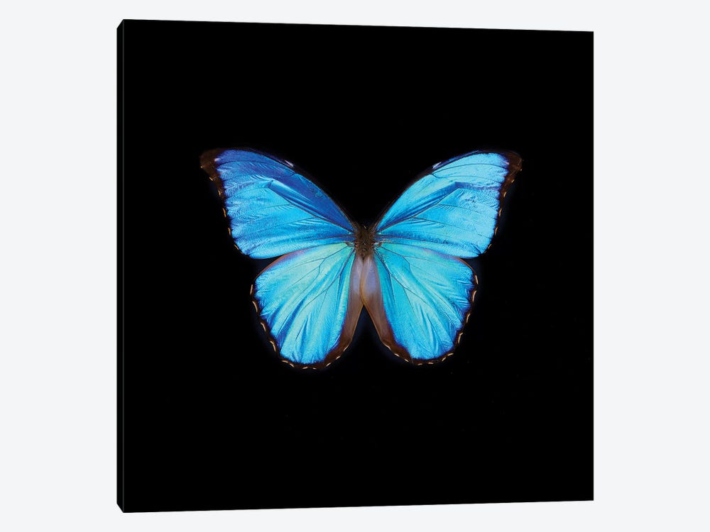 Blue Butterfly On Black 1-piece Canvas Art Print