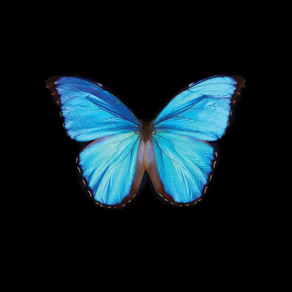 Tom Quartermaine: Blue Butterfly On Black by Tom Quartermaine