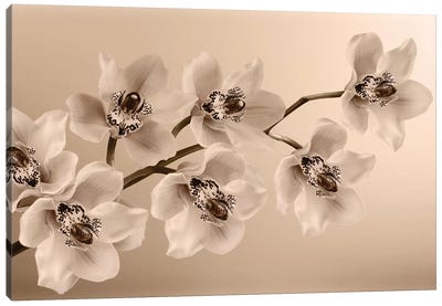 Branch Of Sepia Orchids Canvas Art Print - Japanese Décor