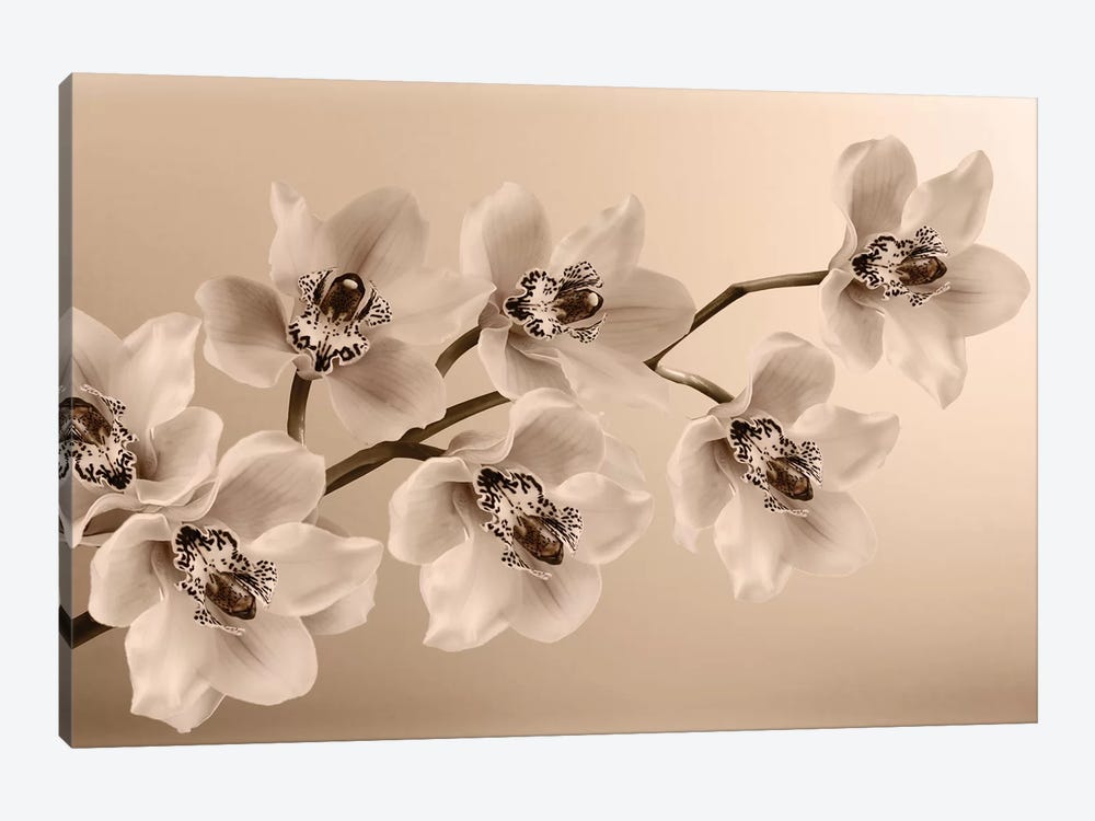 Branch Of Sepia Orchids by Tom Quartermaine 1-piece Canvas Art