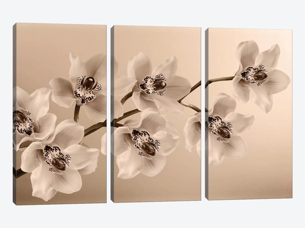Branch Of Sepia Orchids by Tom Quartermaine 3-piece Canvas Art