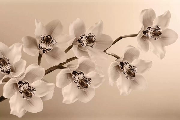 Sepia Photography: Branch Of Sepia Orchids by Tom Quartermaine