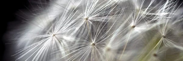 Macro Photography: Close-Up Of Dandelion On Black by Tom Quartermaine