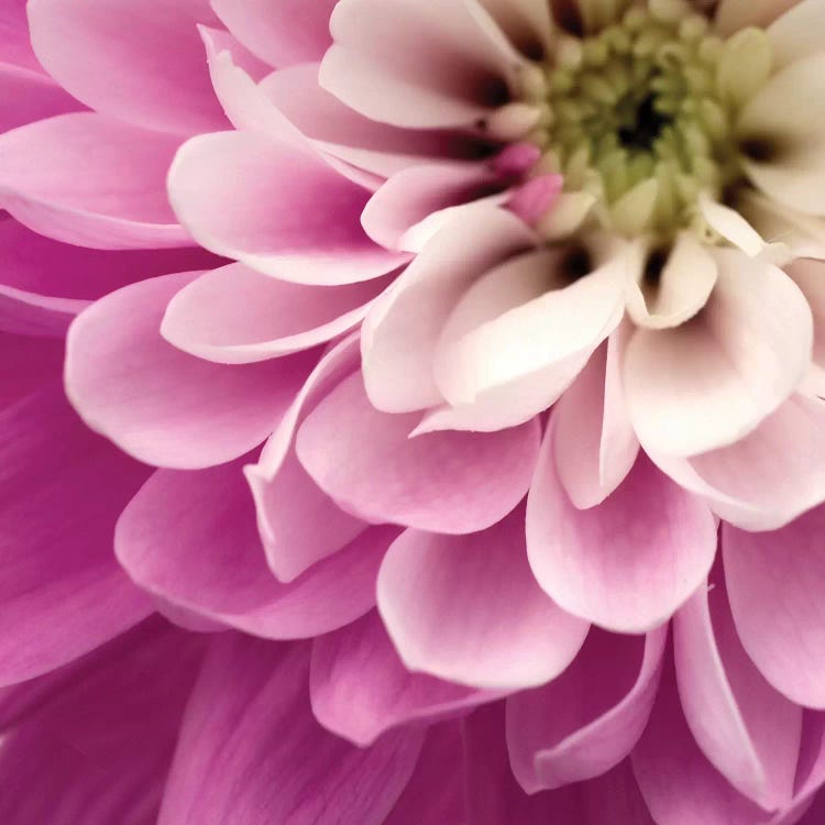 Close-Up Of Pink Flower by Tom Quartermaine wall art