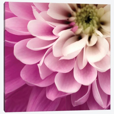 Close-Up Of Pink Flower Canvas Print #TQU77} by Tom Quartermaine Canvas Wall Art