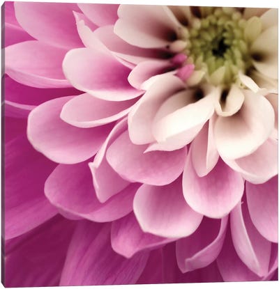 Close-Up Of Pink Flower Canvas Art Print - Tom Quartermaine