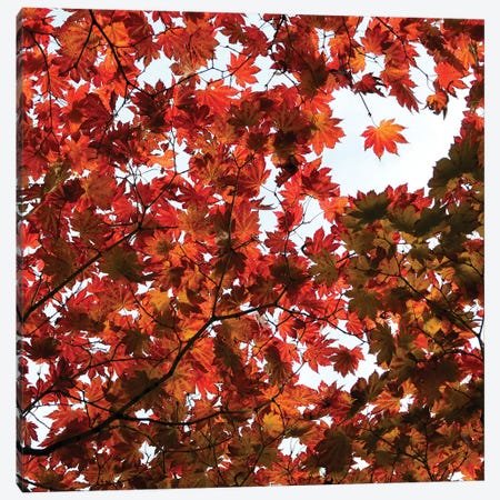 Fall Leaves V Canvas Print #TQU98} by Tom Quartermaine Art Print
