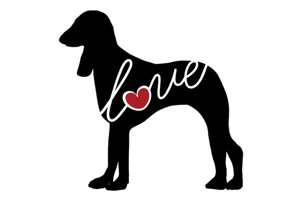 Traci Anderson: Saluki by Traci Anderson