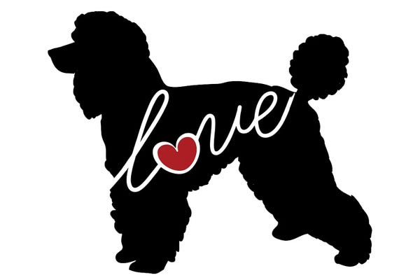 Traci Anderson: Standard Poodle by Traci Anderson