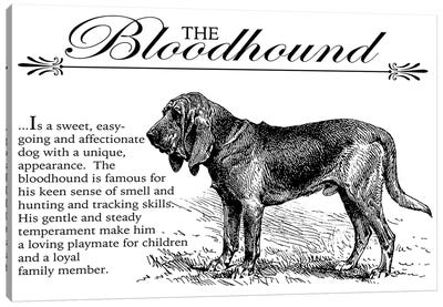 Vintage Bloodhound Storybook Style Canvas Art Print - Bloodhound Art