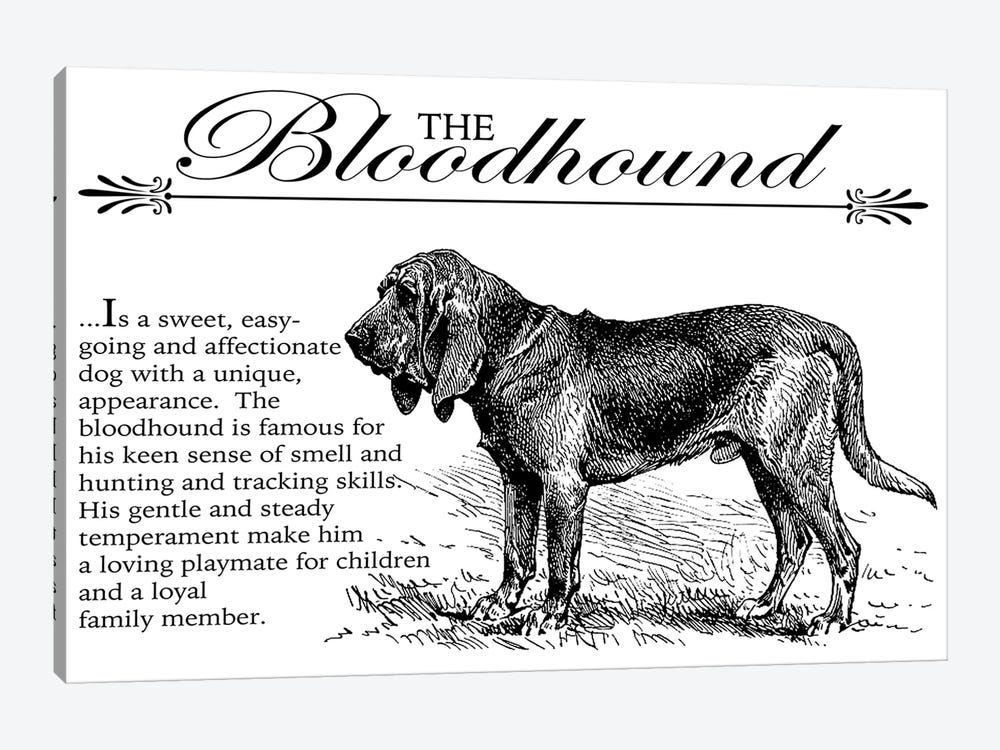 Vintage Bloodhound Storybook Style by Traci Anderson 1-piece Canvas Art Print