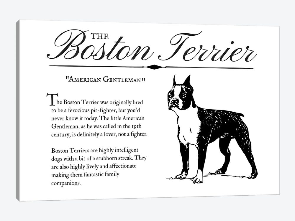 Vintage Boston Terrier by Traci Anderson 1-piece Canvas Artwork
