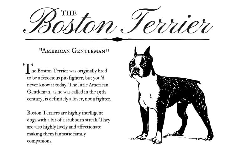 Vintage Boston Terrier