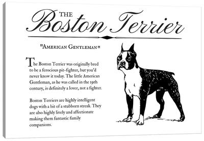 Vintage Boston Terrier Canvas Art Print - Traci Anderson