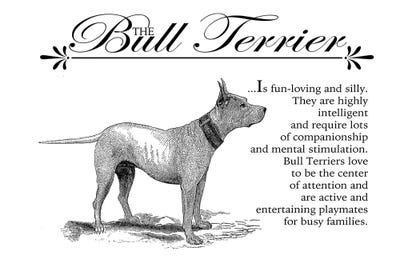 Vintage Bull Terrier Storybook Style by Traci Anderson metal wall art